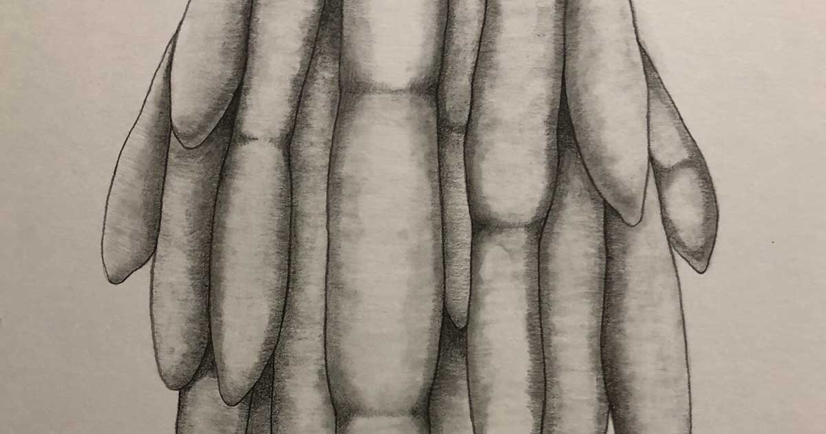 グロテスクな腸のようなものを鉛筆で描く手順を紹介 グロ絵研究所