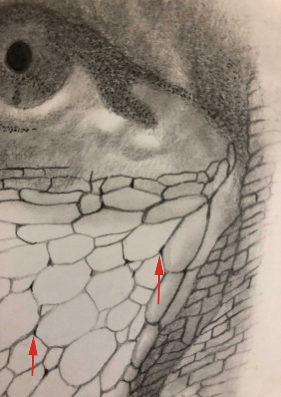 蛇のようなウロコの肌を鉛筆で描く手順 画像で説明 グロ絵研究所