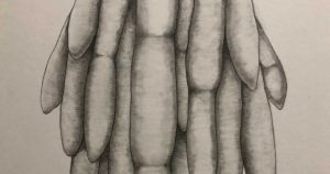 グロテスクな腸のようなものを鉛筆で描く手順を紹介