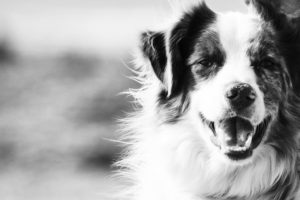 【鉛筆画】動物の毛並みを表現する方法（レアアイテム紹介！）